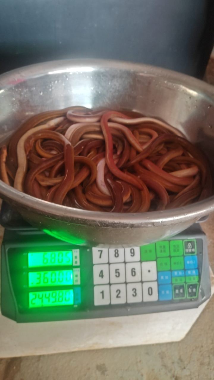 血蟮