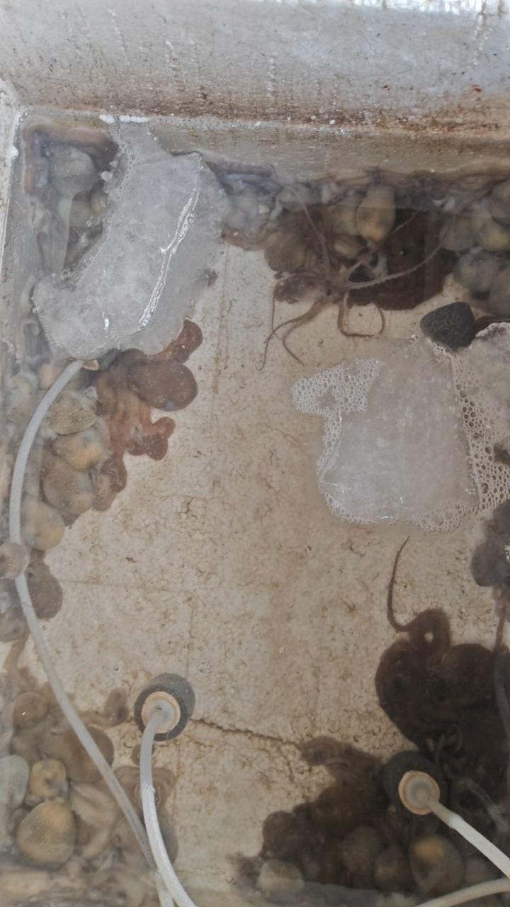 小章鱼